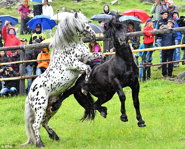 Rung minh canh choi ngua tan khoc tren day Alps