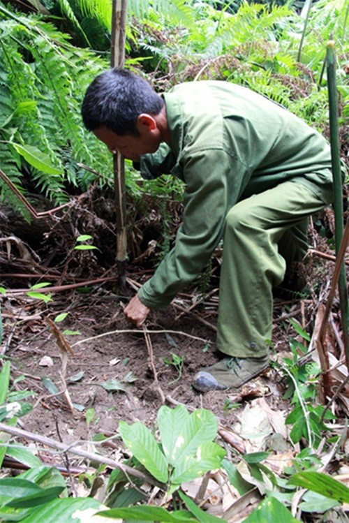 Chuyen la: Ca lang dao sam ban nhu khoai lang-Hinh-3