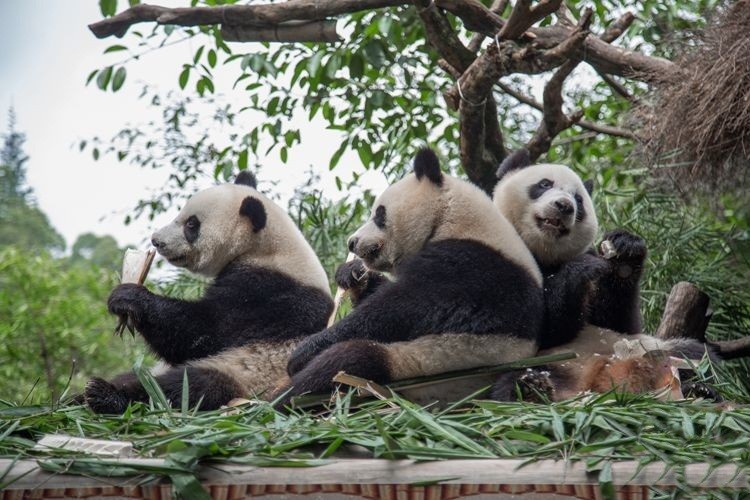 Gau truc khong lo cai sua sieu dang yeu-Hinh-10