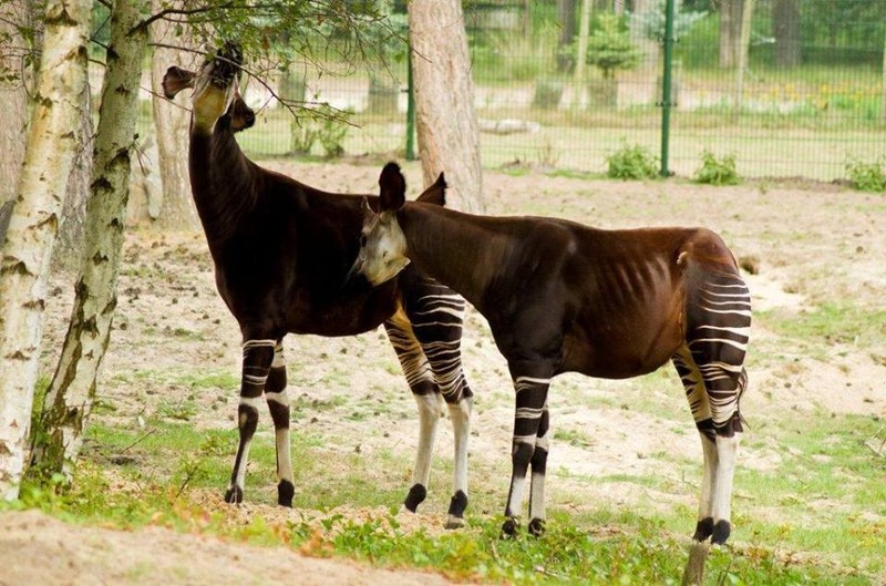 Okapi, loai dong vat ky la buoc ra tu chuyen co tich-Hinh-5