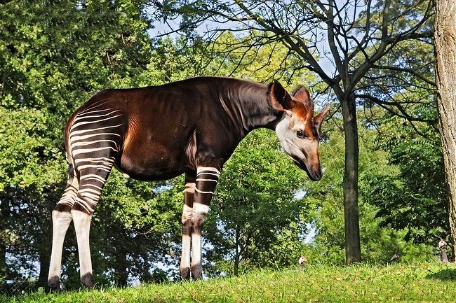 Okapi, loai dong vat ky la buoc ra tu chuyen co tich-Hinh-7