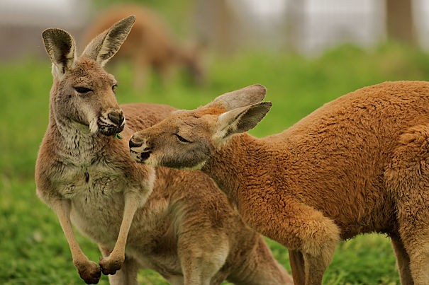 Kangaroo “may mua” cuc lang man duoi anh trang-Hinh-9