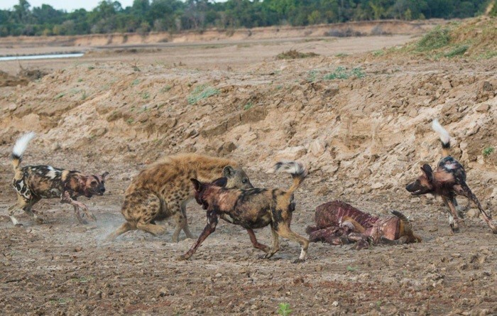 Linh cau dai chien cho hoang chau Phi gianh moi-Hinh-5