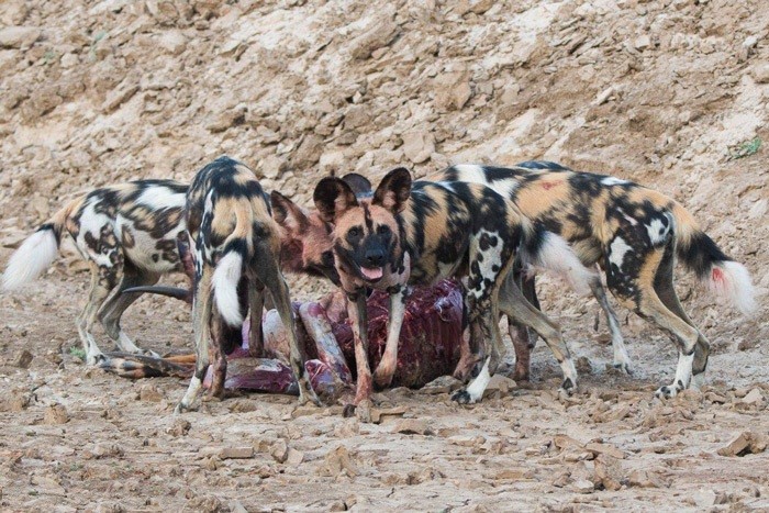 Linh cau dai chien cho hoang chau Phi gianh moi