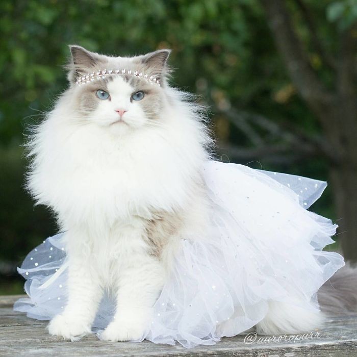 Nhìn phát yêu luôn, cô công chúa mèo xinh nhất thế giới