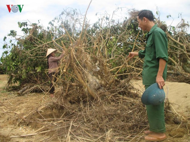 Dau long vuon buoi Phuc Trach sau ngap lut o Ha Tinh-Hinh-5