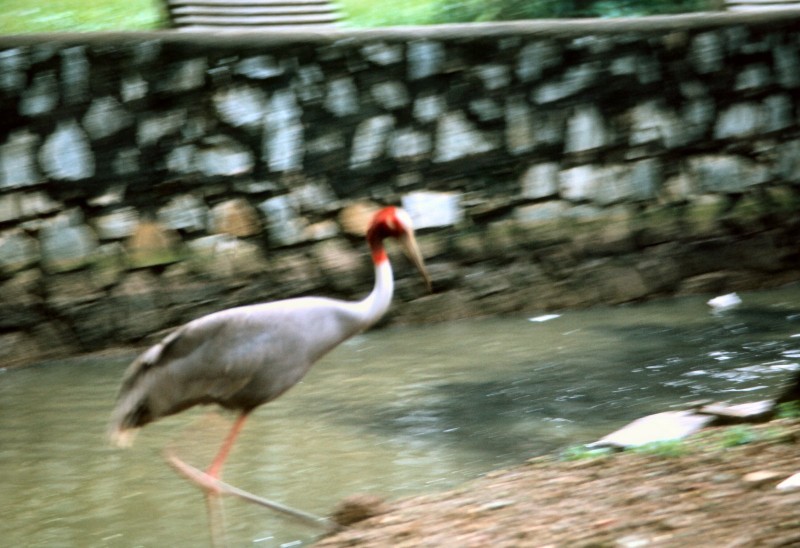 Anh doc ve cac loai vat quy hiem trong Thao Cam Vien nam 1969-Hinh-5