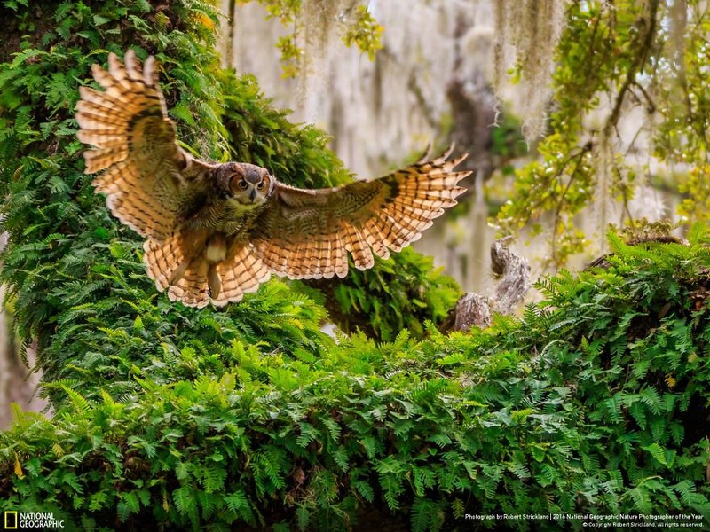 Loat anh thien nhien moi nhat, dep ngat ngay cua National Geographic-Hinh-13