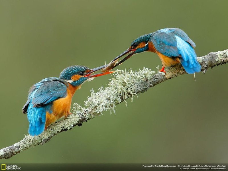 Loat anh thien nhien moi nhat, dep ngat ngay cua National Geographic-Hinh-17