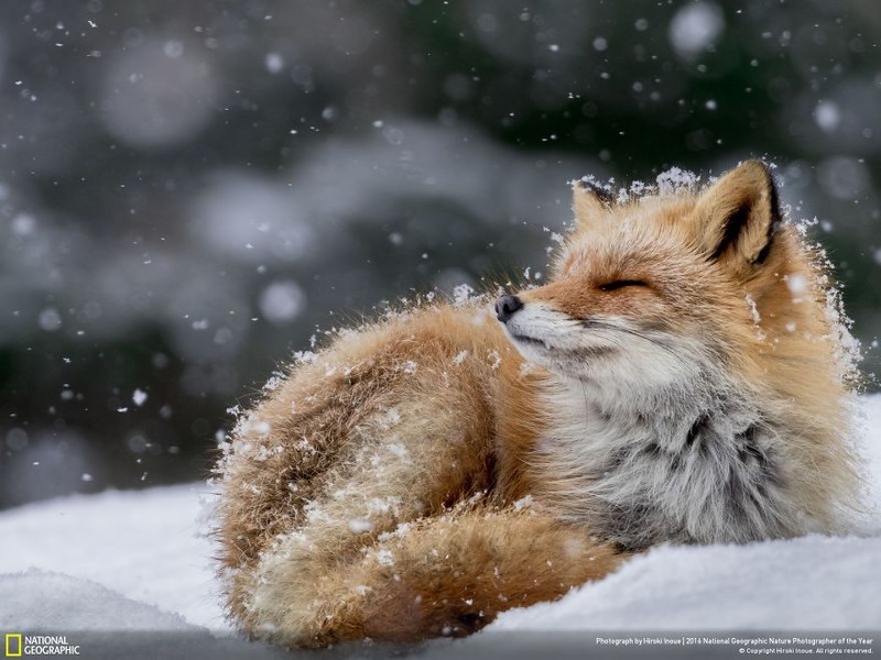 Loat anh thien nhien moi nhat, dep ngat ngay cua National Geographic-Hinh-5