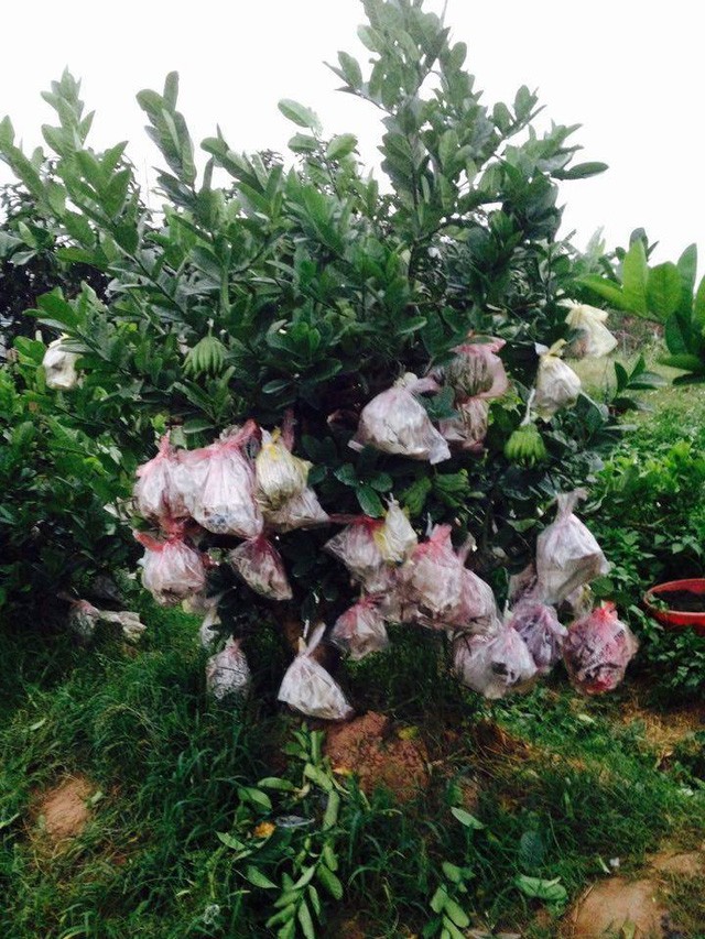 Phat thu bonsai gia hang chuc trieu o lang Dac So-Hinh-4