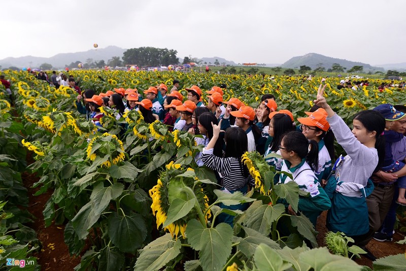 Hinh anh khong dep tai ngay khai hoi hoa huong duong-Hinh-11