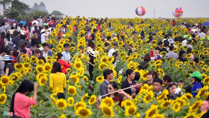 Hinh anh khong dep tai ngay khai hoi hoa huong duong