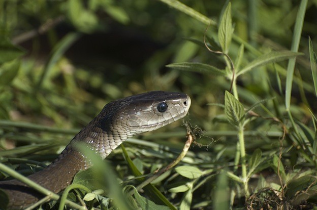 Nhung su that thu vi ve loai ran mamba den khet tieng-Hinh-5