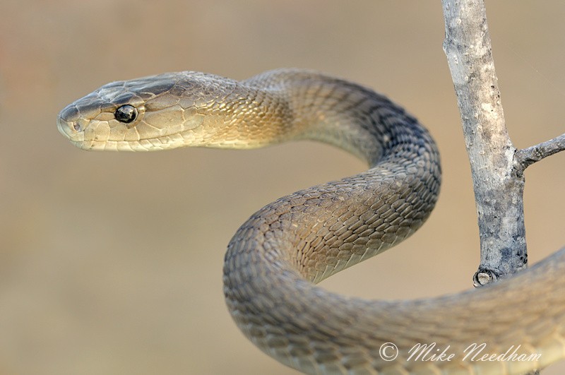 Nhung su that thu vi ve loai ran mamba den khet tieng-Hinh-6