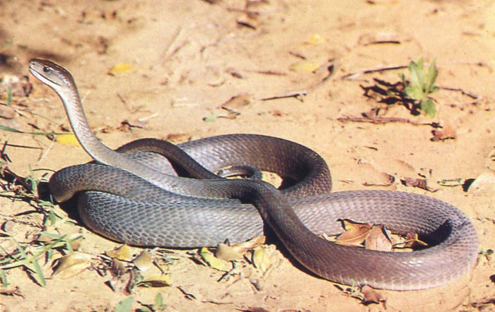 Nhung su that thu vi ve loai ran mamba den khet tieng-Hinh-9