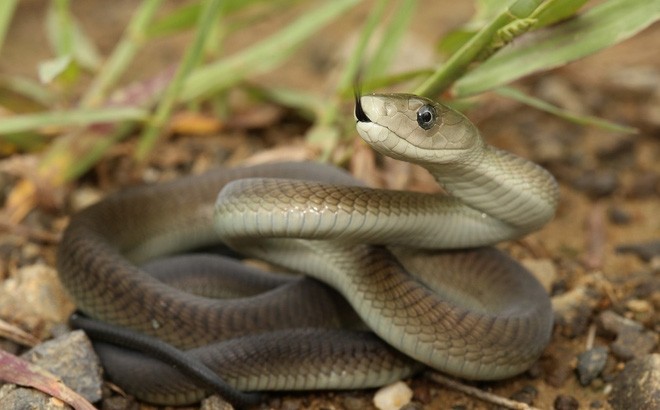 Nhung su that thu vi ve loai ran mamba den khet tieng