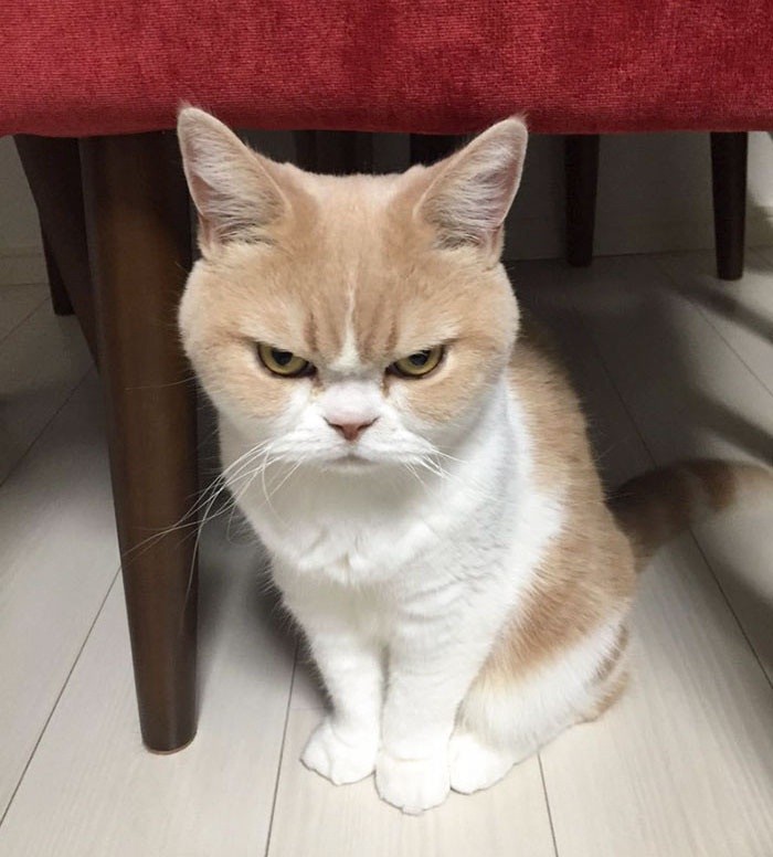 Mèo tức giận: Không có gì thú vị hơn khi xem một chú mèo tức giận. Ảnh này sẽ khiến bạn muốn biết những gì đã xảy ra để khiến chú mèo này trở nên đầy giận dữ như thế.