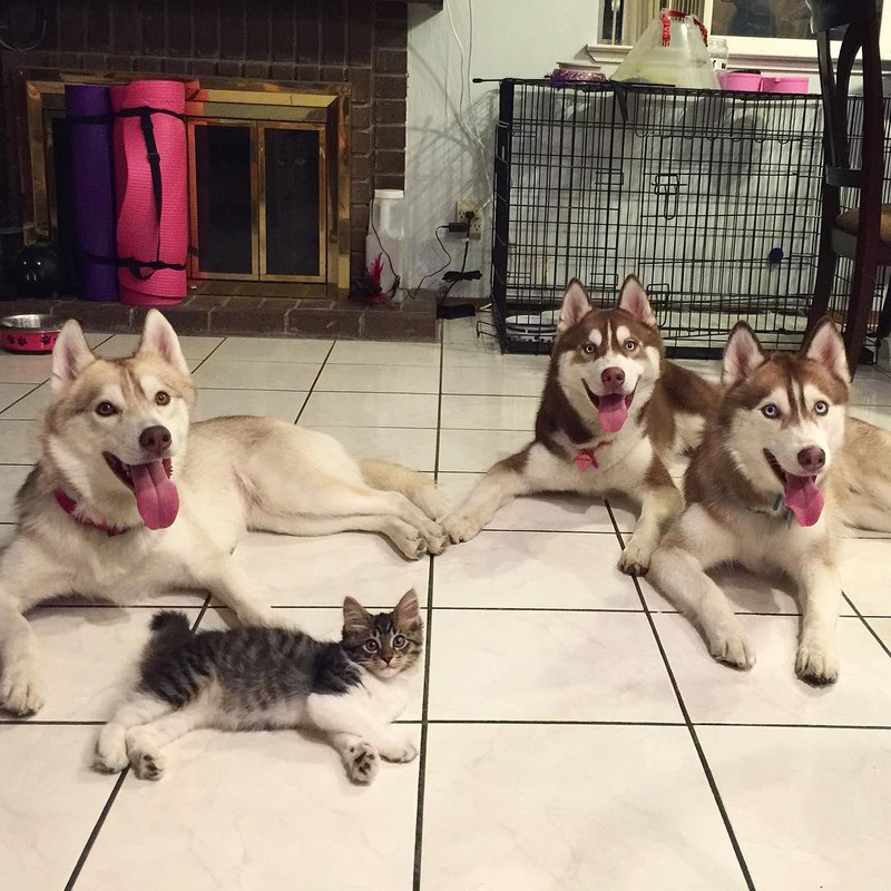 Ky la co meo cung luon nghi minh la cho Husky-Hinh-3