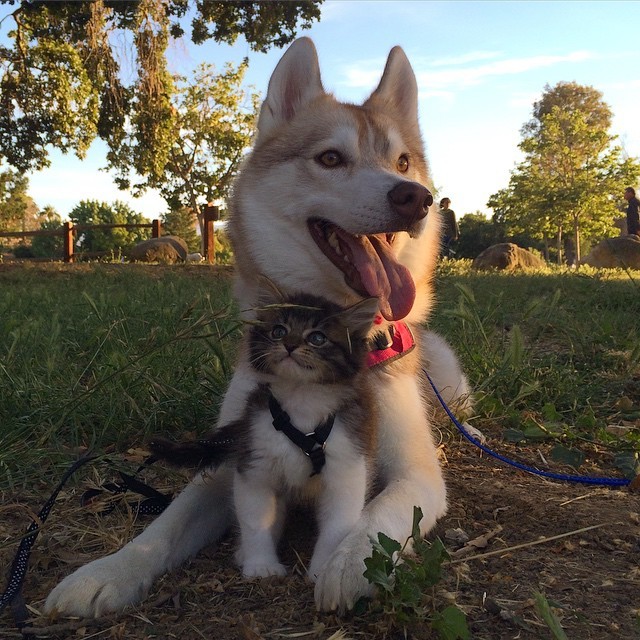 Ky la co meo cung luon nghi minh la cho Husky-Hinh-5