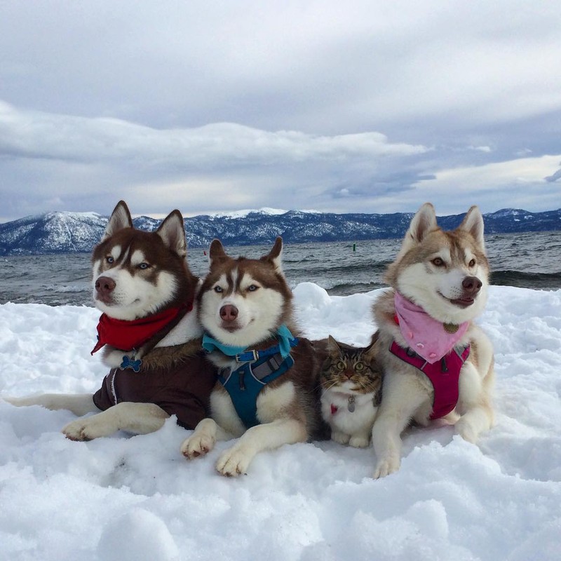 Ky la co meo cung luon nghi minh la cho Husky-Hinh-6