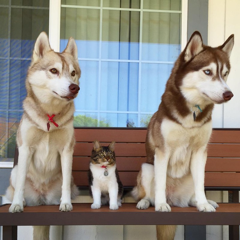 Ky la co meo cung luon nghi minh la cho Husky-Hinh-8