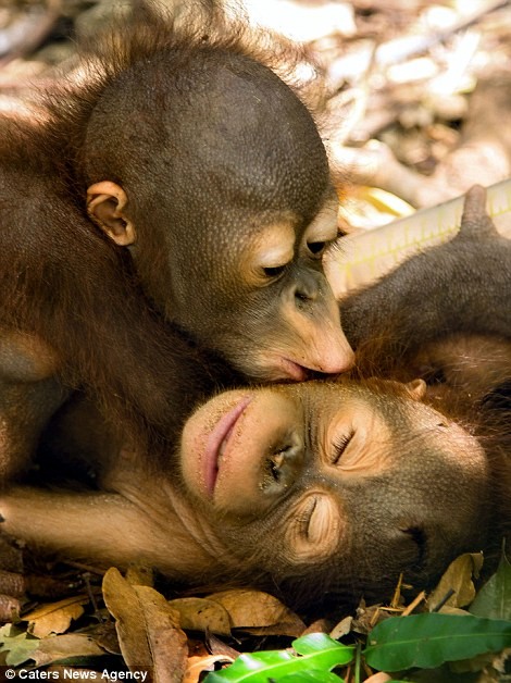 Được biết đến như một loài động vật thông minh và có tính cách hài hước, khỉ cũng thể hiện được tình cảm của mình. Hãy xem những bức ảnh đáng yêu của chúng khi họ cởi mở và hôn nhau thật nồng cháy.