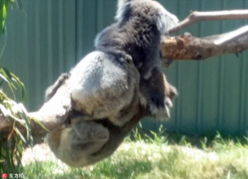 Gau koala dang yeu tranh nhau cho tam nang-Hinh-2