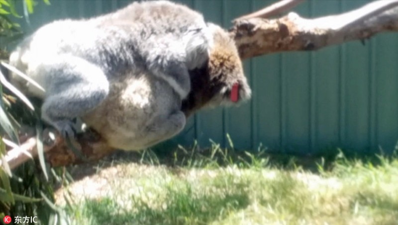 Gau koala dang yeu tranh nhau cho tam nang-Hinh-3