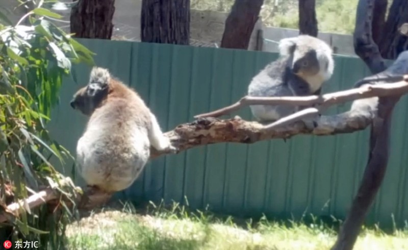Gau koala dang yeu tranh nhau cho tam nang-Hinh-4