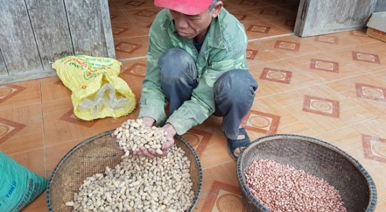 Hat giong ho tro nong dan ngheo Quang Binh... khong nay mam