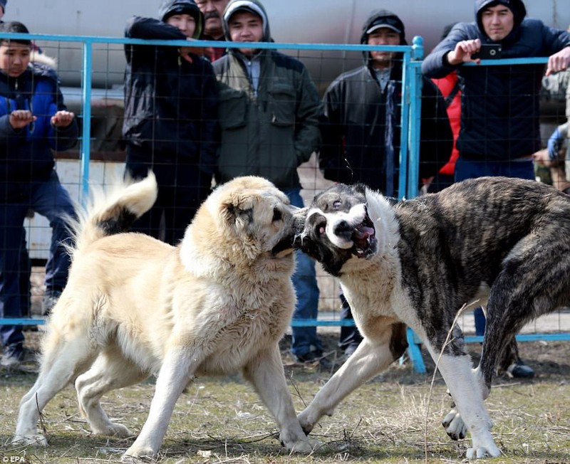 Choi cho dam mau o Kyrgyzstan tiep tuc gay kinh hoang-Hinh-10