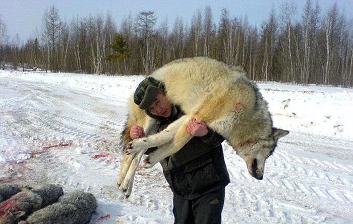 Mồ chôn của sói Bắc Cực Lụi tàn không phải vì thử thách khắc nghiệt của tự  nhiên thứ gì đang chôn chúng