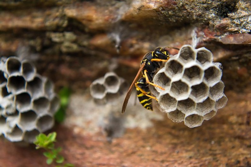 Chuyen la hom nay: Di tu vi gian tiep giet chet nguoi khi treu ong