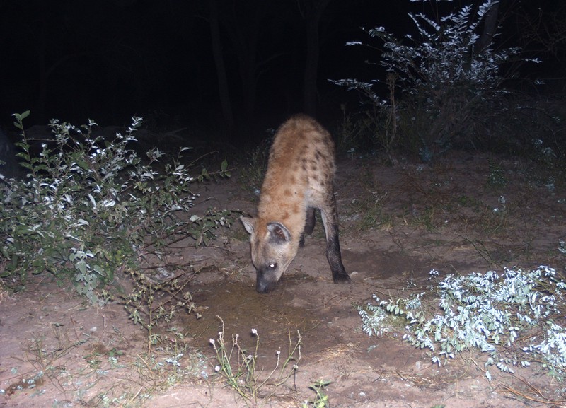 Tu giet nhau vi tinh, linh duong impala bi chia 5 xe 7-Hinh-11