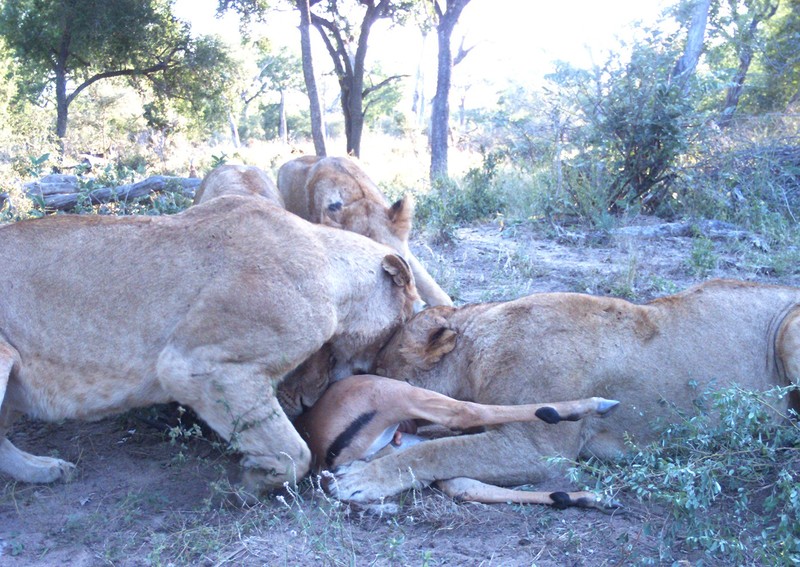 Tu giet nhau vi tinh, linh duong impala bi chia 5 xe 7-Hinh-7