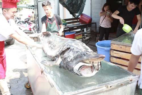 Ca tam den ong, nang 100kg tu Nga “bay” ve Ha Noi-Hinh-6