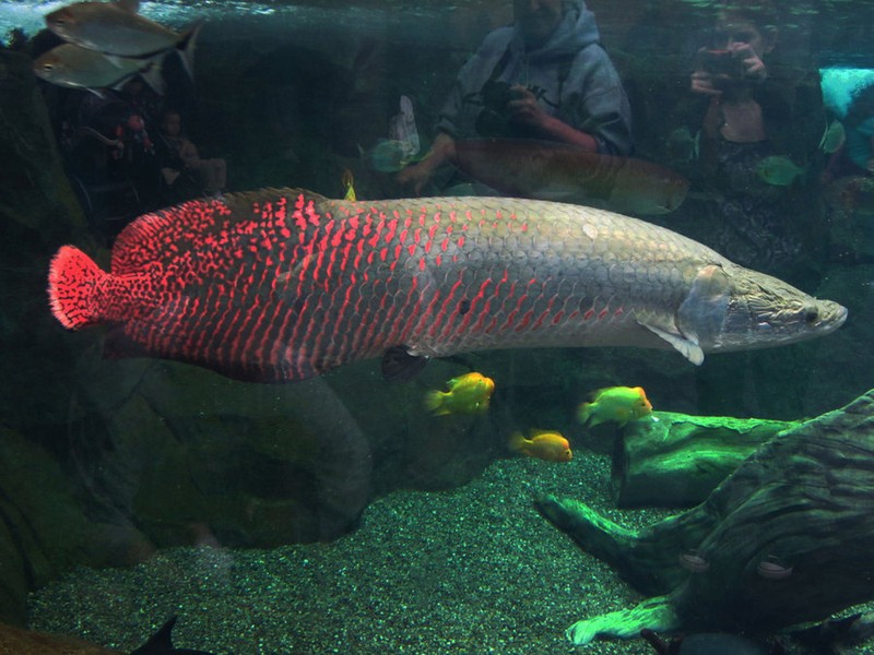 Loi ke hai hung ve loai ca khong lo Arapaima-Hinh-10