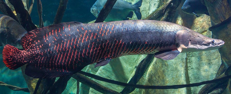 Loi ke hai hung ve loai ca khong lo Arapaima-Hinh-3