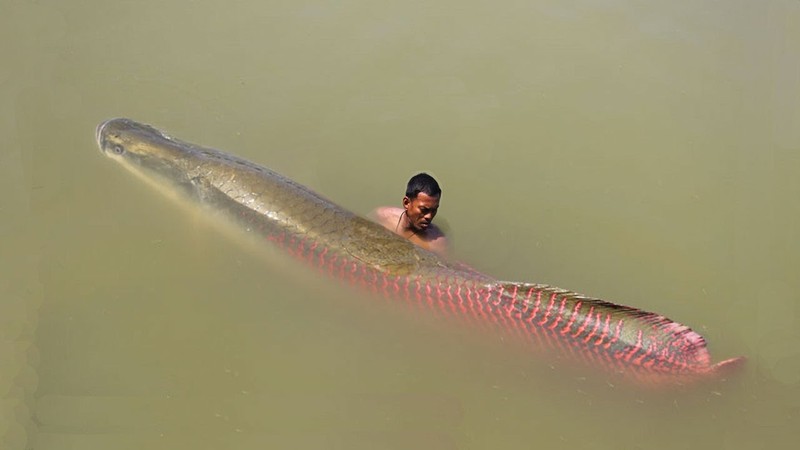 Loi ke hai hung ve loai ca khong lo Arapaima-Hinh-5