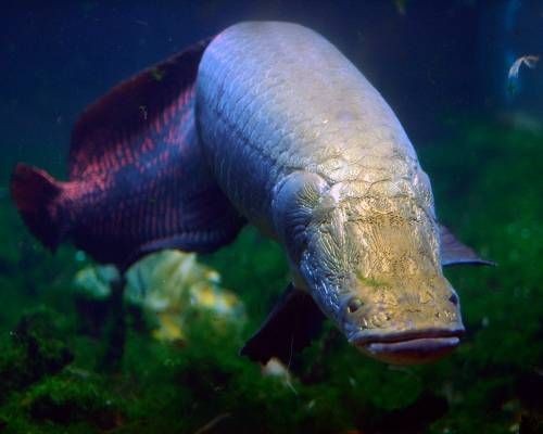 Loi ke hai hung ve loai ca khong lo Arapaima-Hinh-6