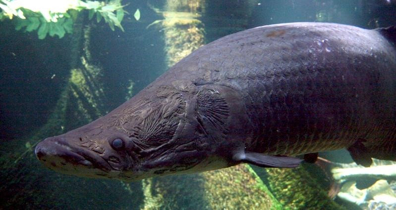 Loi ke hai hung ve loai ca khong lo Arapaima-Hinh-8