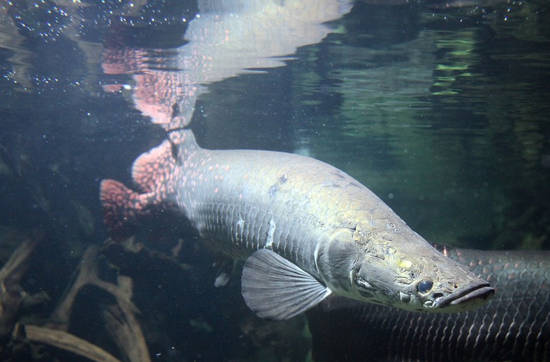 Loi ke hai hung ve loai ca khong lo Arapaima-Hinh-9