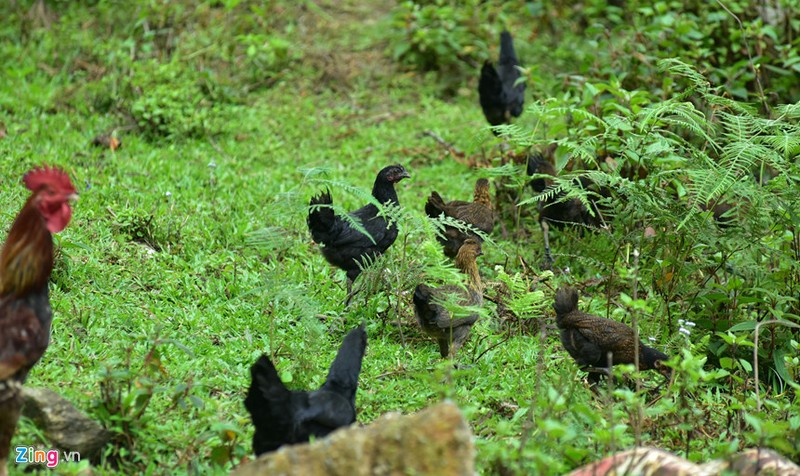 Ga xuong den quy hiem cua nguoi Mong o Mu Cang Chai-Hinh-7