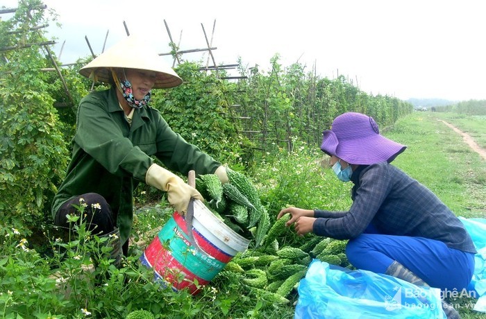 Muop dang Quynh Luu mat mua nhung co gia ky luc