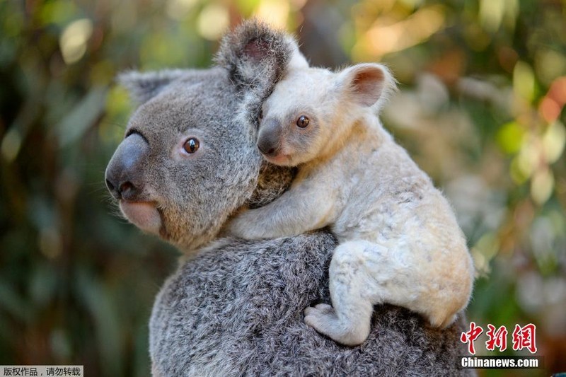 Can canh gau koala trang cuc hiem, khong phai mac benh bach tang