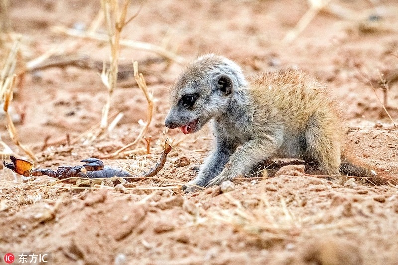 Kinh hoang ve mat khat mau cua cay meerkat so sinh