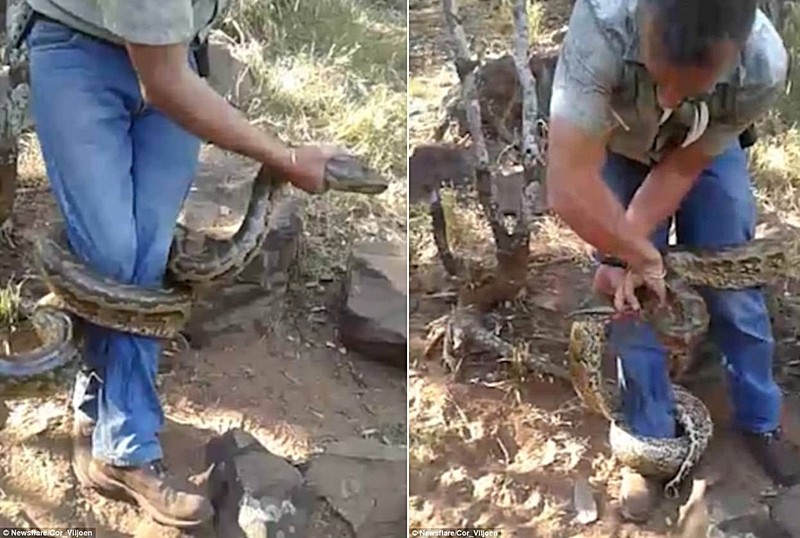 When the search is not over, the expert catches the snake-Photo-2