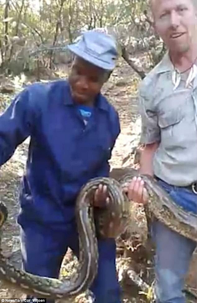 When the search is not over, the expert catches the snake-Photo-3