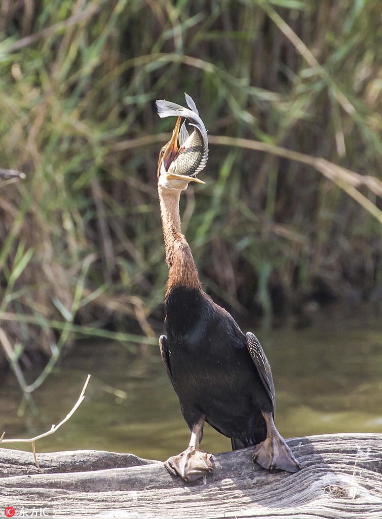 Thảo Cầm Viên đưa chim cổ rắn quý hiếm về nuôi dưỡng | Báo điện tử An ninh  Thủ đô